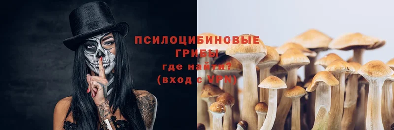 Псилоцибиновые грибы Psilocybe  наркотики  Калуга 